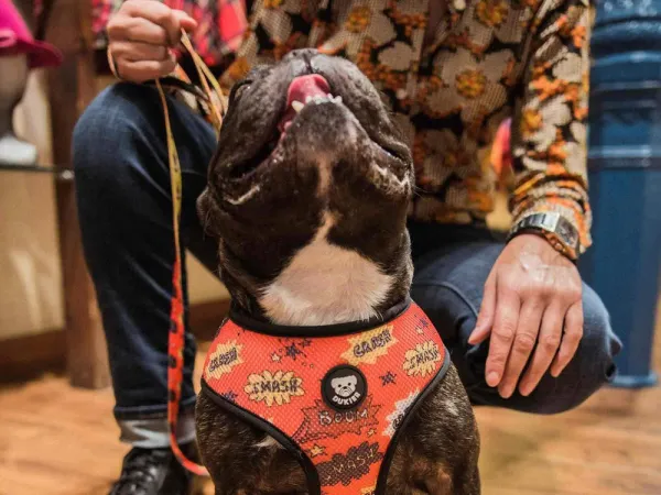 Dukier SUPERDOG - M