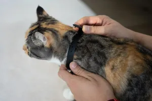 KitiDOT laserový obojok pre mačky