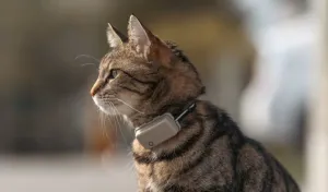 Tractive GPS CAT Mini