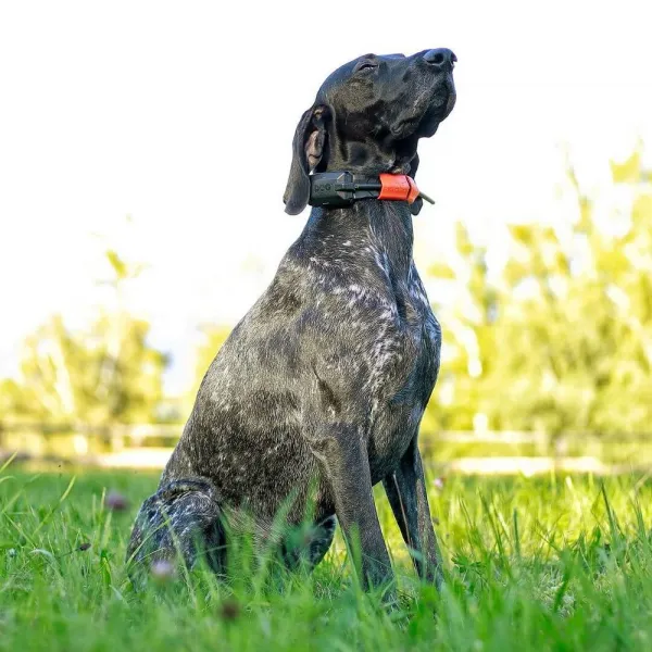 Kratší obojok pre dialšeho psa  - DOG GPS X30T Short