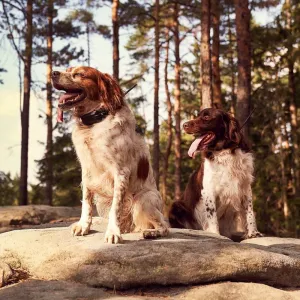 Kratší obojok pre dialšeho psa  - DOG GPS X30T Short