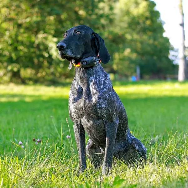 Dogtrace DOG GPS X25B