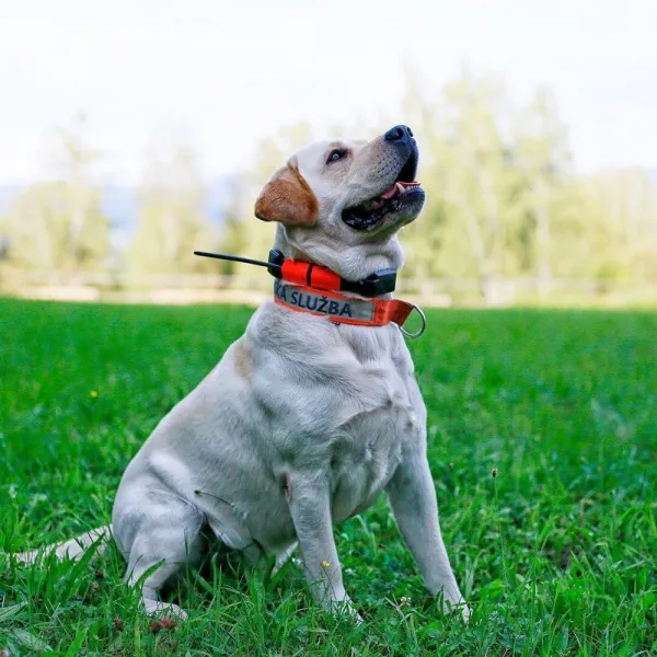 Dogtrace DOG GPS X25