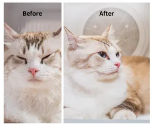 Sušič srstiPetkit AirSalon Max Pro