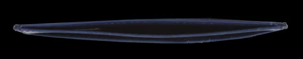 NovaKabelka.sk OP-8421 Blu