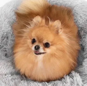 PuppyJoy Okrúhly plyšový pelech pre psov a mačky PLUSH veľ. L 100 cm svetlosivý