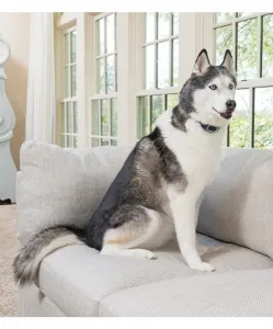 PetSafe® Standard