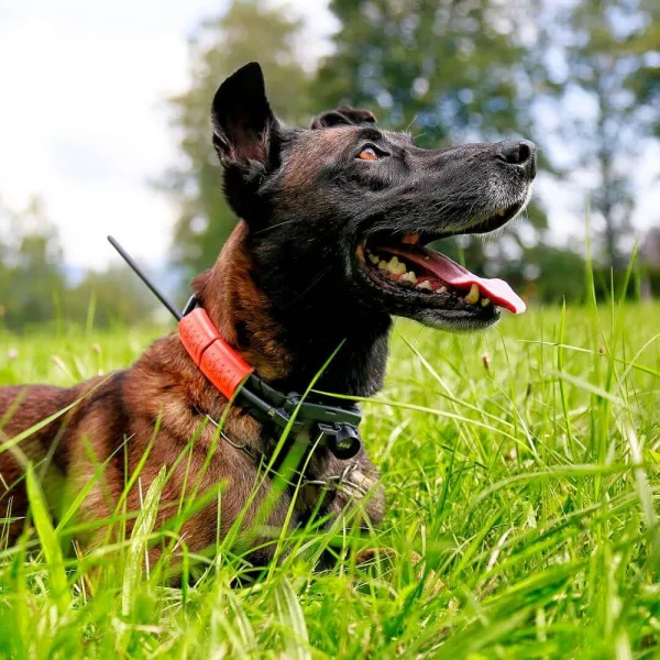 Dogtrace DOG GPS X25TB