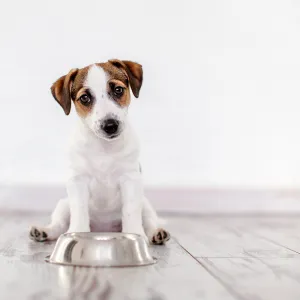 PRO-VET Probiotic 135 g