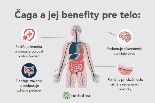 Čaga sibírska FORTE - 60 vegánskych kapsúl (600mg/ kapsula) - Herbatica