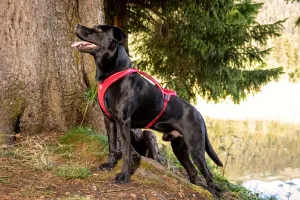CURLI Postroj pre psov Belka Comfort Brown XL, 30-45kg