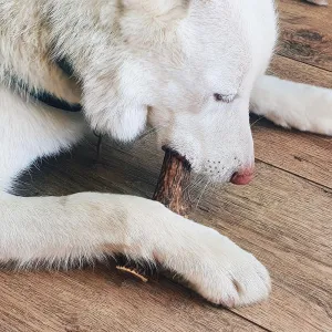EXPLORER DOG Žuvací jelení paroh M mäkký