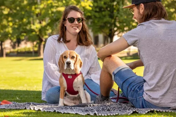 CURLI Postroj pre psov so sponou Air-Mesh Black M, 6-9kg