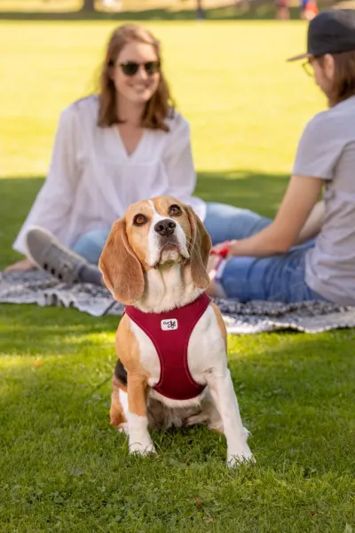 CURLI Postroj pre psov so sponou Air-Mesh Ruby M, 6-9kg