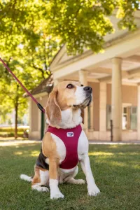 CURLI Postroj pre psov so sponou Air-Mesh Ruby M, 6-9kg