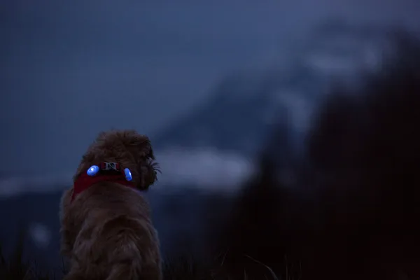 CURLI Luumi LED bezpečnostné svetielko na obojok RED