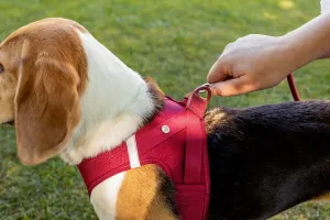 CURLI Postroj pre psov so sponou Air-Mesh Red M, 6-9kg