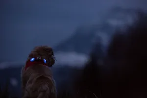 CURLI Luumi LED bezpečnostné svetielko na obojok CYAN