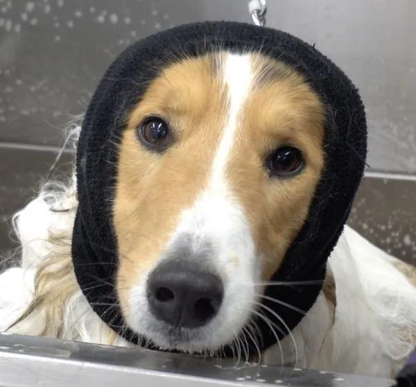 Happy Hoodie - upokojujúca čelenka pre psov a mačky Farba: Modrá, Veľkosť: S