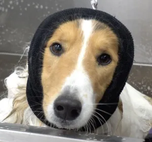 Happy Hoodie - upokojujúca čelenka pre psov a mačky Farba: Modrá, Veľkosť: S