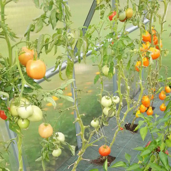 Zahradní skleník Gardentec STANDARD 2 x 2,5 m GU4294488