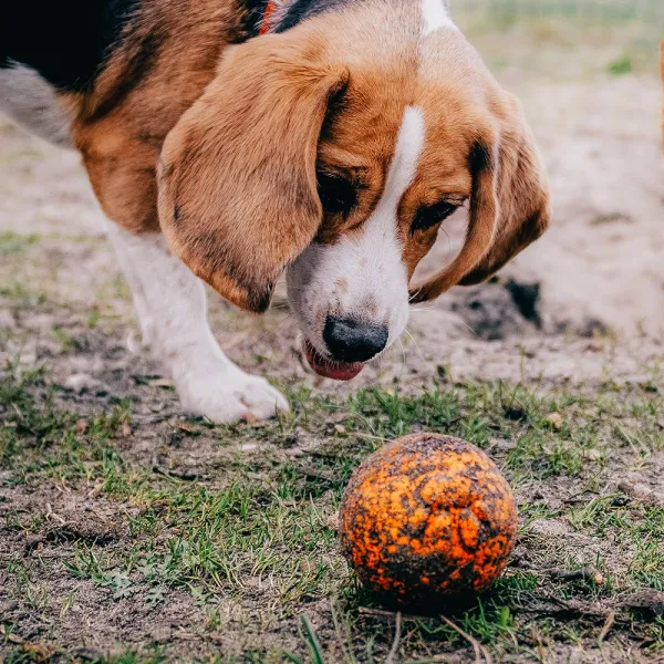 EXPLORER DOG AirBall Hroty 8 cm