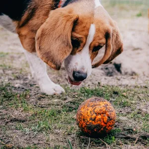 EXPLORER DOG AirBall Hroty 8 cm