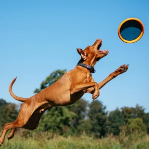 EXPLORER DOG Disk lietajúci AirDisc 24 cm