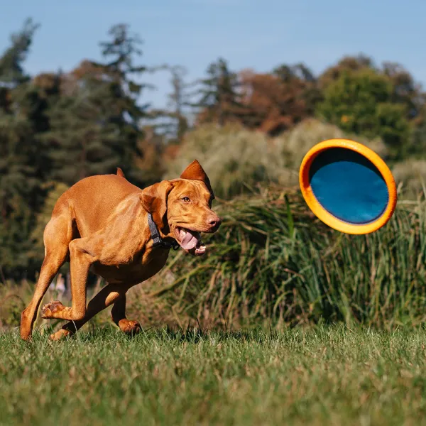 EXPLORER DOG Disk lietajúci AirDisc 24 cm