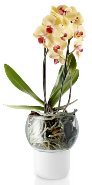 Samozavlažovací sklenený kvetináč na orchideu priemer 15cm, eva solo