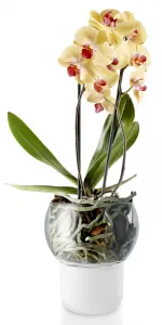 Samozavlažovací sklenený kvetináč na orchideu priemer 15cm, eva solo
