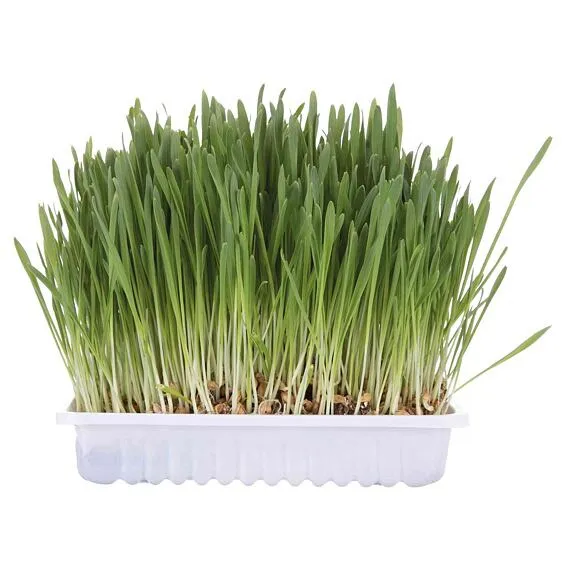 Trixie Tráva Pre Mačku v Miske - 100g