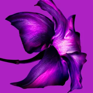 Mugler Alien Extraintense parfumovaná voda pre ženy 60 ml