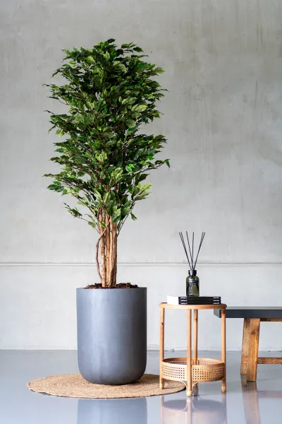 Realistický umelý strom Fíkus, viac veľkostí - Potterypots Velikost: M - v. 150 cm