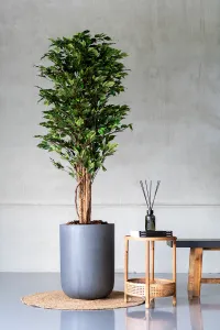 Realistický umelý strom Fíkus, viac veľkostí - Potterypots Velikost: M - v. 150 cm