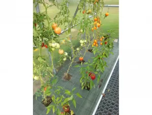 Zahradní skleník Gardentec STANDARD 2 x 2,5 m GU4294488