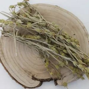 Mursalský čaj, Ranhoj horský - vňať - Sideritis scardica - Herba sideritis scardica Emerosa 50 g