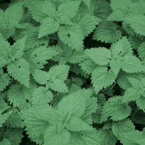 Žihľava - Naturálna voda- Urtica dioica 1 l