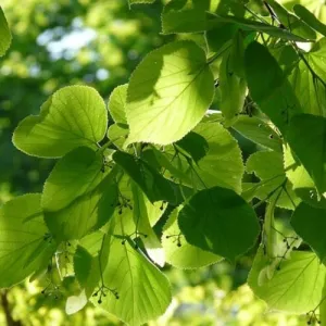 Naturálna voda Lipa Tilia 1 l