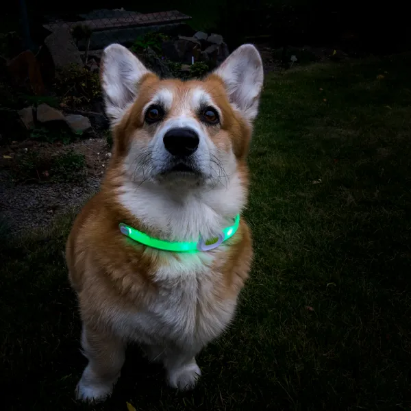 inSPORTline Petsaber Maxi