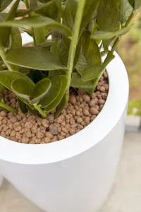 Realistická umelá rastlina Zamiokulkas - Pottery Pots