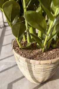 Realistická umelá rastlina Zamiokulkas - Pottery Pots