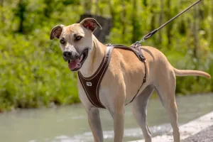 CURLI Postroj pre psov Belka Comfort Brown XS, 15-20kg