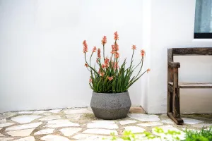 Kvetináč Harley Low, sivý diorit, viac veľkostí - Potterypots Velikost: S - ⌀ 36, v. 21,5 cm