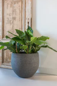 Kvetináč Mini Orb, sivý diorit, viac veľkostí - Potterypots Velikost: L - ⌀ 32, v. 27 cm