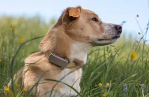 Tractive GPS DOG 6