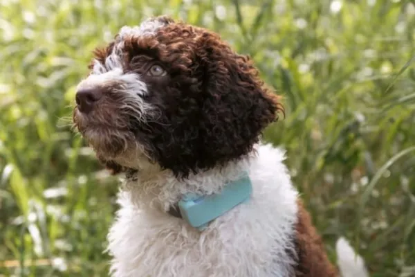 Tractive GPS DOG 6