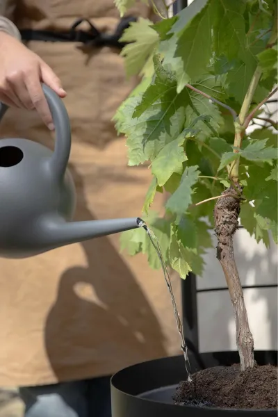 Pnúci rebrík pre kvetináč Simply Grow - Eva Solo