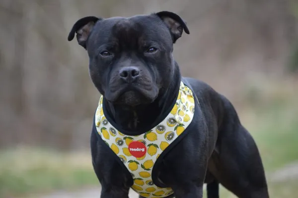 Reedog LEMON