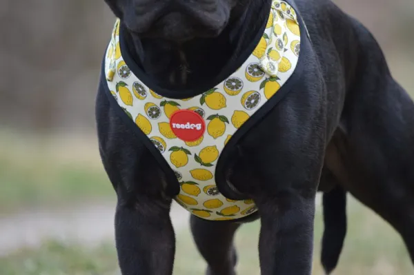 Reedog LEMON